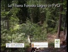 La filiera foresta legno in Friuli Venezia Giulia























